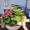 Dish Garden - Image 3