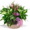 Dish Garden - Image 2